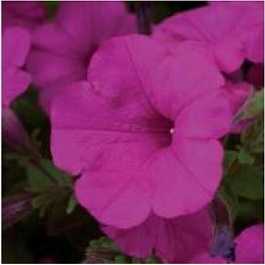 Петуния ампельная Эксплорер Парпл