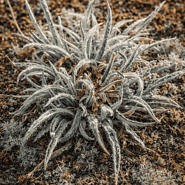 Ожика улофиловая