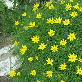 Кореопсис мутовчатый Zagreb