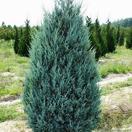 Можжевельник скальный Моонглоу Можжевельник скальный Моонглоу
