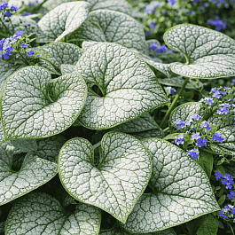 Бруннера крупнолистная Silver Heart
