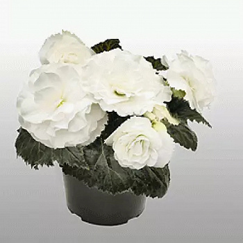 Бегония клубневая Нонстоп Вайт