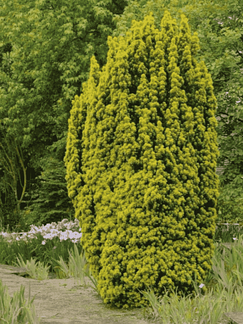 Тис ягодный David