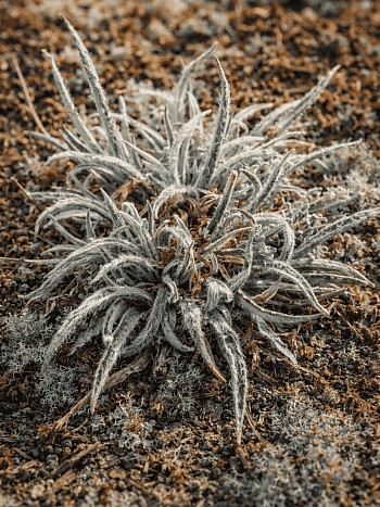 Ожика улофиловая