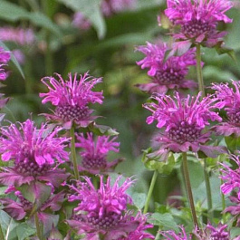 Монарда гибридная Скорпион ор Блаустрамп