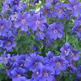 Герань гибридная Блу Блад Герань гибридная Блу Блад