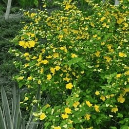 Керрия японская Golden Guinea