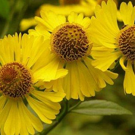 Гелениум осенний Канария