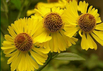 Гелениум осенний Канария