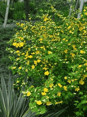 Керрия японская Golden Guinea