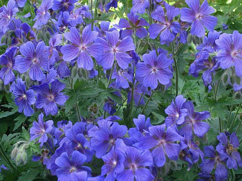Герань гибридная Блу Блад