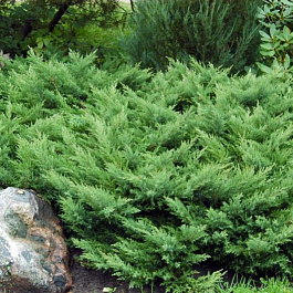 Можжевельник казацкий Рокери Джем Можжевельник казацкий Рокери Джем