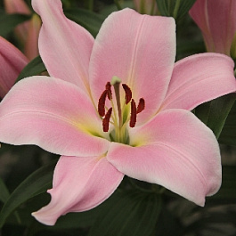 Лилия ОТ-гибрид Рочелли