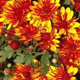 Хризантема  Sunbeam Flame