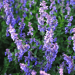 Котовник Фассена Blauknirps