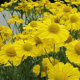 Гелениум осенний Kanaria