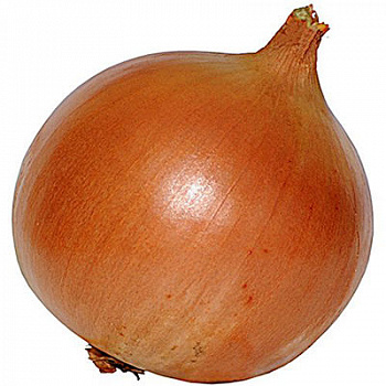 Лук репчатый Борец F1