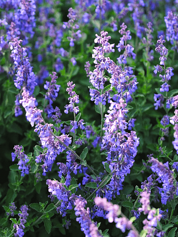 Котовник Фассена Blauknirps