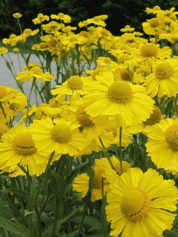 Гелениум осенний Kanaria