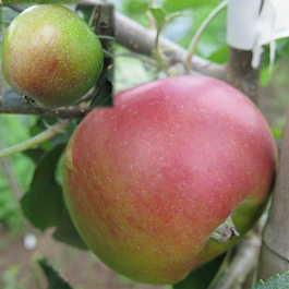 Яблоня Академик Казаков