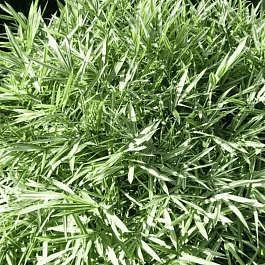 Плейобластус форчуна Variegatus