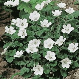 Аистник изменчивый Bishop's White