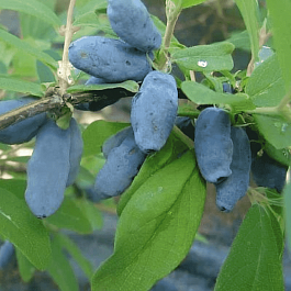 Жимолость плодовая Волхова