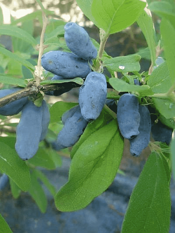 Жимолость плодовая Волхова