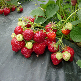 Земляника садовая Московская ранняя