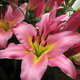 Лилия от-гибрид Спейс Маунтин