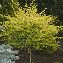 Береза карликовая Голден Трэжа