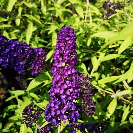 Буддлея давида Magda's Gold Knight