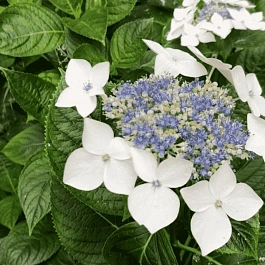 Гортензия крупнолистная Lanarth White