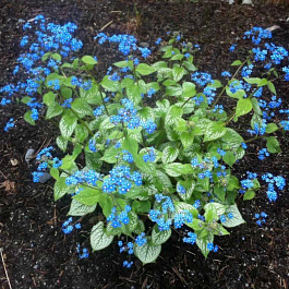 Бруннера крупнолистная Джек Фрост