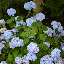 Гортензия крупнолистовая Со Лонг Эбони
