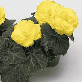 Бегония клубневая Non Stop Mocca Yellow