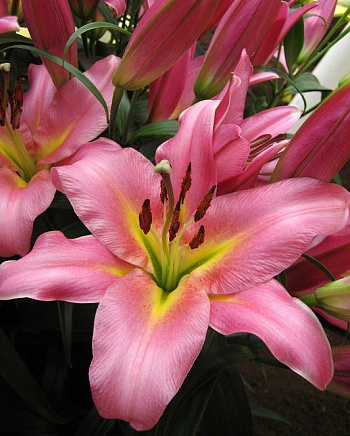 Лилия от-гибрид Спейс Маунтин