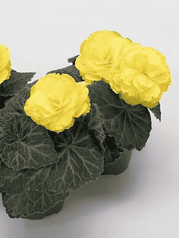 Бегония клубневая Non Stop Mocca Yellow