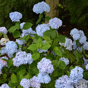 Гортензия крупнолистовая Со Лонг Эбони Гортензия крупнолистовая Со Лонг Эбони