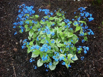 Бруннера крупнолистная Джек Фрост