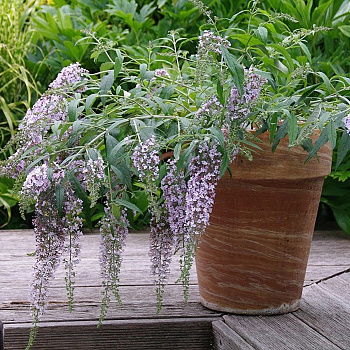 Буддлея Давида Вистерия Лэйн