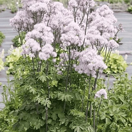 Василистник Делавея Nimbus Pink