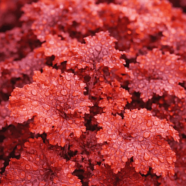 Гейхера Peach Сrisp