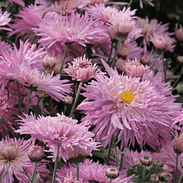 Хризантема корейская Линда