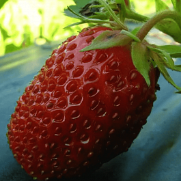 Земляника садовая Снежана