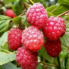 Малина обыкновенная Glen Ample