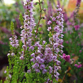 Вереск обыкновенный Спринг Точ