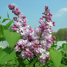 Сирень обыкновенная Мадам Антуан Бюхнер