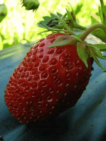 Земляника садовая Снежана