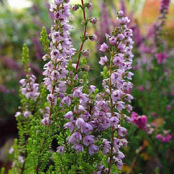 Вереск обыкновенный Спринг Точ